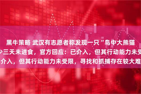 黑牛策略 武汉有志愿者称发现一只“鸟中大熊猫”黑鹳被异物套嘴,至少三天未进食,官方回应:已介入,但其行动能力未受限,寻找和抓捕存在较大难度